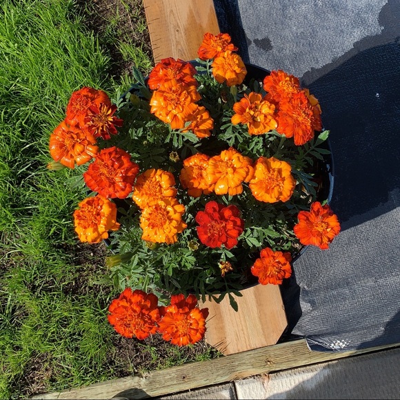 Meet your Posher, Cathy - Picture 1 of 1